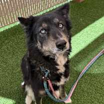 Thumbnail photo of Tango #3