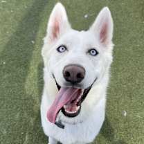 adopt-pet