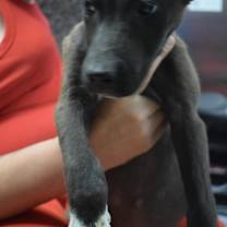 Thumbnail photo of Piper (Luna P1) #2