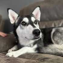 adopt-pet