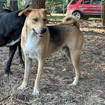 Thumbnail photo of Rowdy #2