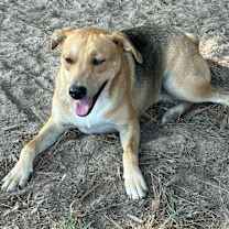 Thumbnail photo of Rowdy #3