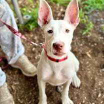 Thumbnail photo of Dahlia #2