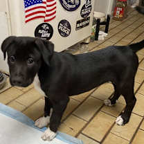 Thumbnail photo of Astro #3