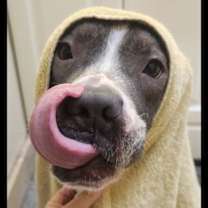 Thumbnail photo of Cocoa #2