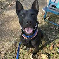 Thumbnail photo of Dante #1