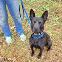 Thumbnail photo of Dante #3