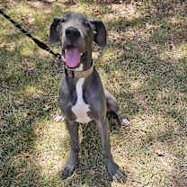 Thumbnail photo of Diesel #3