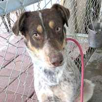 Thumbnail photo of TARZAN #1