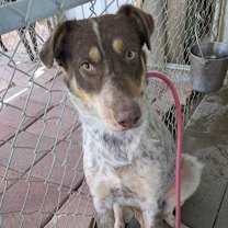 Thumbnail photo of TARZAN #2