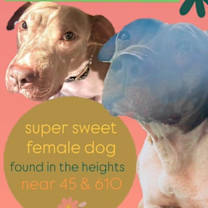 Thumbnail photo of Ladybird #1