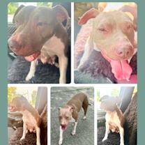 Thumbnail photo of Ladybird #2