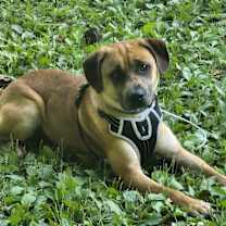 Thumbnail photo of Buddy #1