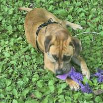 Thumbnail photo of Buddy #2