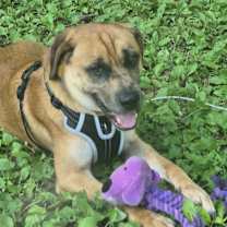 Thumbnail photo of Buddy #3