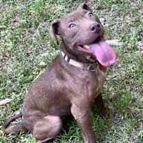 Thumbnail photo of Cocoapup #1