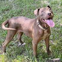 Thumbnail photo of Cocoapup #2