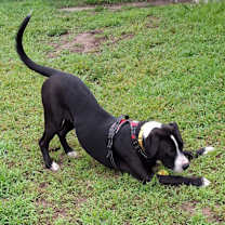 Thumbnail photo of Ducky #3