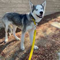 Thumbnail photo of Tommy #4