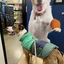 Thumbnail photo of Hank #4