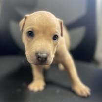 Thumbnail photo of Orange Sherbet #4