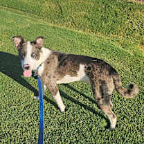 Thumbnail photo of Buzz - AL #1