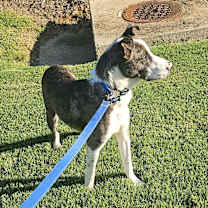 Thumbnail photo of Buzz - AL #2