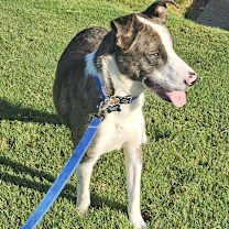 Thumbnail photo of Buzz - AL #3