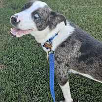 Thumbnail photo of Buzz - AL #4