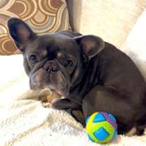 Thumbnail photo of Smokey #1