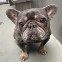 Thumbnail photo of Smokey #3