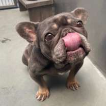 Thumbnail photo of Smokey #4