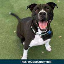 adopt-pet