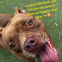 Thumbnail photo of Canelo #1