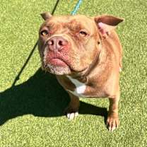 Thumbnail photo of Canelo #2