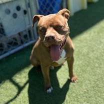 Thumbnail photo of Canelo #3