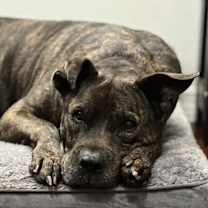 Thumbnail photo of Precious #2