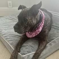 Thumbnail photo of Precious #4