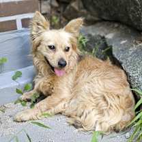 adopt-pet