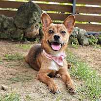 adopt-pet