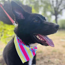 Thumbnail photo of Rizzler #1