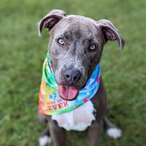 Thumbnail photo of Mouse #1