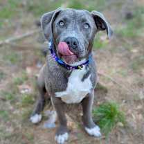 Thumbnail photo of Mouse #2