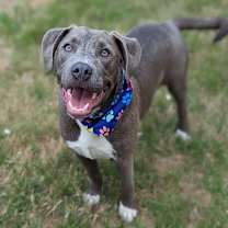 Thumbnail photo of Mouse #3