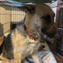 adopt-pet