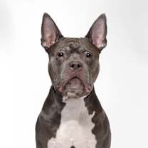 adopt-pet