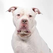 adopt-pet
