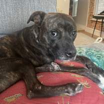 Thumbnail photo of Bear *Foster Home NEEDED* #1