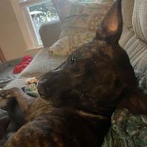 Thumbnail photo of Bear *Foster Home NEEDED* #2