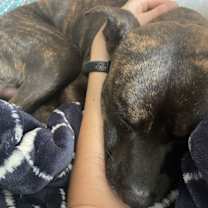 Thumbnail photo of Bear *Foster Home NEEDED* #3